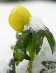 Eranthis snow.jpg